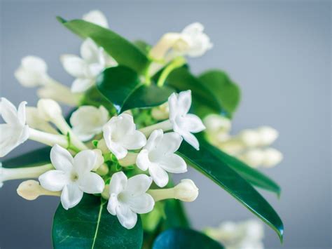 stephanotis florist.